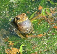 Croaking Eastern American toad in a pond at the Neosho National Fish HatcheryPhoto by Bruce Hallman/USFWS. Original public domain image from Flickr