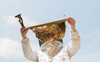 Meme Thomas inspects one of her many bee hives June 18, 2014 in Baltimore, Md. (U.S. Air Force photo/Staff Sgt. Elizabeth Morris). Original public domain image from Flickr
