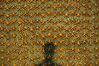 A shadow appears on the wall of stars at the National World War II Memorial, June 20, 2014 in Washington D.C. The World War II Memorial honors the 16 million who served in the armed forces of the U.S., the more than 400,000 who died, and all who supported the war effort from home.
