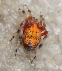 Marbled Orb-weaver SpiderEven if you don&rsquo;t like spiders, you have to admit this one looks pretty darn cool! What a great find at Minnesota Valley National Wildlife Refuge.Photo by USFWS. Original public domain image from Flickr