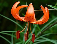 Tiger Lily. Original public domain image from Flickr