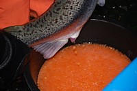 Gathering Atlantic salmon eggs for spawning. Original public domain image from Flickr