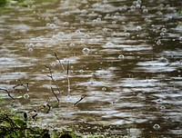 Steady morning rain runs off sidewalks in the Bay Farm Island residential area of Alameda, CA on Thursday, Dec. 11, 2014. Oakland International Airport recorded 1.37 inches of rain by noon. USDA Photo by Lance Cheung. Original public domain image from Flickr