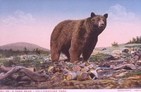 Park Bear - Yellowstone Park by Haynes. Original public domain image from Flickr