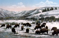  The Buffalo Herd by Frank J Haynes. Original public domain image from Flickr