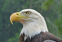 Bald eagle close up shooting photo by Bruce Hallman/USFWS. Original public domain image from Flickr