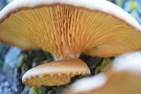 Oyster MushroomPhoto by Bruce Hallman/USFWS. Original public domain image from Flickr