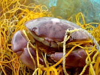 Entangled Crab Marine debris affects more than just air-breathing marine organisms. Derelict fishing gear left in the environment can entangle and kill commercially important marine organisms such as this crab. This process is known as 'ghost-fishing'. Original public domain image from Flickr