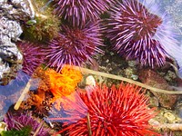 Birght colored sea urchin underwater. Original public domain image from Flickr