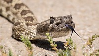 A Pacific Rattlesnake crosses a road on the O’Neal Ranch, in O’Neals, CA, on April 15, 2015. USDA photo by Lance Cheung. Original public domain image from Flickr