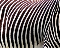 Zebra stripes close up, black and white. Original public domain image from Flickr
