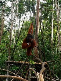 An orangutan alpha male in Tanjung Puting, Kalimantan. Orangutan jantan dewasa di Tanjung Puting, Kalimantan. Original public domain image from Flickr