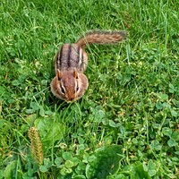 Full CheeksThis chipmunk isn't the least bit shy. It walks up near us, stuffs its cheeks and takes off!Photo by Courtney Celley/USFWS. Original public domain image from Flickr