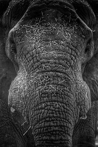 Close up elephant face in black and white photography. Original public domain image from Flickr