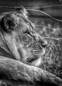 Side view of a sitting lion in black and white. Original public domain image from <a href="https://www.flickr.com/photos/matt_hecht/19821487014/" target="_blank">Flickr</a>