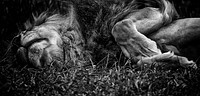 Lion stretching while laying down in black and white. Original public domain image from <a href="https://www.flickr.com/photos/matt_hecht/20442693391/" target="_blank">Flickr</a>