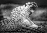 Meerkat yawning wide open mouth in black and white. Original public domain image from Flickr