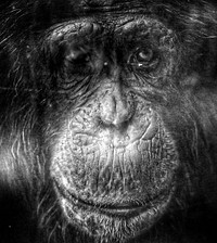 Chimpanzee. Original public domain image from Flickr