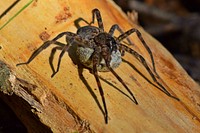 Fishing Spider With Egg SacCheck out this mother fishing spider spotted at Neosho National Fish Hatchery in Missouri! Even though they may look dangerous, fishing spiders are quite shy and help control pests!Photo by Bruce Hallman/USFWS. Original public domain image from Flickr