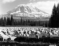 Sheep in Meadow, Snoqualmie NF, c1949. Original public domain image from Flickr