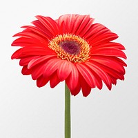 Red gerbera daisy, flower clipart