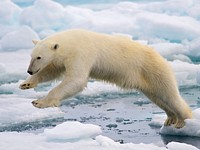 Polar Bears. Original public domain image from Flickr