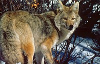 Coyote in Winter, Olympic National Forest. Original public domain image from Flickr