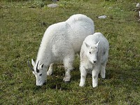 Nanny Goat and Kid in Meadow, Olympic National ForestMountain goats are wild animals that frequent Mount Ellinor and other areas in the Olympic Mountains. Original public domain image from Flickr