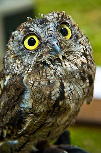 Western Screech Owl COLUMBIA RIVER GORGE, Western Screech Owl at Sandy Delta Confluence Bird Blind Dedication-Columbia River Gorge National Scenic Area. Original public domain image from Flickr