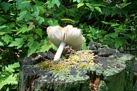 FungusMost likely - false champignon or fool's funnel; poisionous. Original public domain image from Flickr