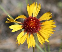 Gaillardia, blanketflower. Columbus, Montana. June 18, 2007. Original public domain image from Flickr