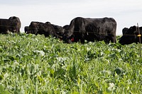 Intensive grazing of a cover crop mix used for forage in Lake County, Montana. October 2016. Original public domain image from <a href="https://www.flickr.com/photos/160831427@N06/24210743147/" target="_blank" rel="noopener noreferrer nofollow">Flickr</a>