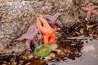Trio of Seastar at Cape Perpetua, Siuslaw National Forest. Original public domain image from Flickr