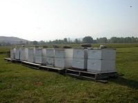 Row of hives at apiary in Gallatin Co., MT. Summer 2007. Original public domain image from <a href="https://www.flickr.com/photos/160831427@N06/25168035488/" target="_blank" rel="noopener noreferrer nofollow">Flickr</a>