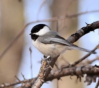 Black-capped ChickadeePhoto by David Ellis/USFWS. Original public domain image from Flickr