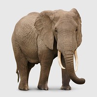 Elephant clipart, cute animal design