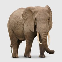 African elephant sticker, animal design psd