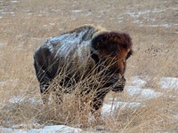 In memory of Sparky, the world's toughest bison