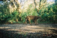 Adult Male Florida Panther in Florida Panther National Wildlife Refuge. Original public domain image from <a href="https://www.flickr.com/photos/usfwssoutheast/26972040445/" target="_blank" rel="noopener noreferrer nofollow">Flickr</a>