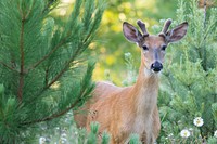 A deer on the Tofte Ranger District on the Superior National Forest, Minnesota. (Forest Service photo by Ryan Pennesi). Original public domain image from Flickr