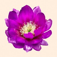 Purple cactus flower clipart psd