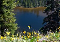 Wildflowers above Boulder Lake, Kootenai National Forest. Original public domain image from Flickr