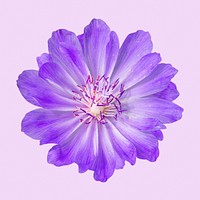 Purple bitterroot, flower collage element psd