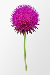 Musk thistle, pink flower collage element psd