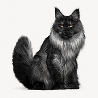 Angora cat isolated on white, real animal design psd