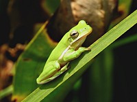 Green Tree FrogPhoto by Bruce Hallman/USFWS. Original public domain image from Flickr