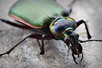 Fiery Searcher BeetleThe fiery searcher beetle helps control tent and gypsy moth caterpillars! This one was spotted at Neosho National Fish Hatchery in Missouri.Photo by Bruce Hallman/USFWS. Original public domain image from Flickr