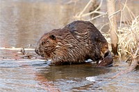 Beaver at Trempealeau National Wildlife RefugePhoto by Larry Palmer/USFWS. Original public domain image from Flickr