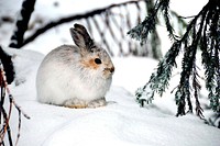 Rabbit sitting on snow in winter. Original public domain image from Flickr