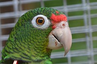 Puerto Rican Parrot Profile. Original public domain image from Flickr